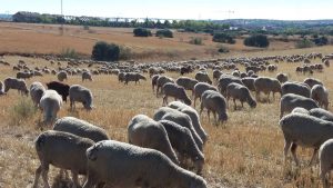Lee más sobre el artículo Diez consejos a nuestros pastores para disfrutar del ámbito rural sin dañarlo