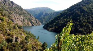 Lee más sobre el artículo Viajes de Verano y Fines de Semana con Rumbo Natura