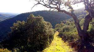 Lee más sobre el artículo El Parque Nacional de Cabañeros