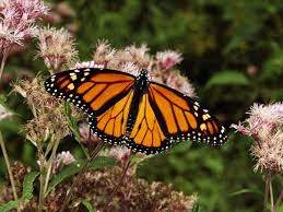 Lee más sobre el artículo Observar el espectáculo de la mariposa que reina en México