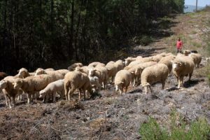 Lee más sobre el artículo La Trashumancia: una tradición que no puede caer en el olvido ni en el desuso