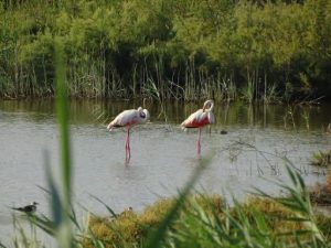 Lee más sobre el artículo Ecoturismo y Birdwatching en la Comunitat Valenciana