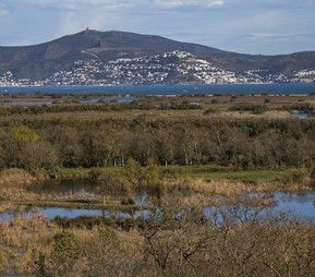 Lee más sobre el artículo 9 rutas senderistas para admirar los Aiguamolls de l’Empordà, en Roses