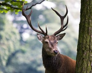 Lee más sobre el artículo Las citas con la naturaleza entre la berrea, quitameriendas y vendimia