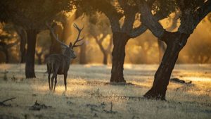Lee más sobre el artículo Ecoturismo en la Provincia de Cáceres