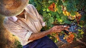 Lee más sobre el artículo RUTA DE LOS VINOS Y BODEGAS. SERRANÍA DE RONDA
