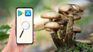 Lee más sobre el artículo Apps para coger setas y aprender sobre el arte de la micología