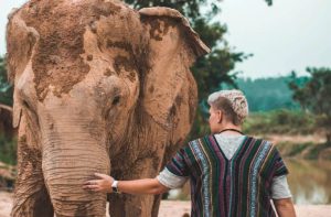 Lee más sobre el artículo 8 países para realizar voluntariados con elefantes