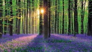 Lee más sobre el artículo Fotografía el paisaje espectacular del bosque de Hallerbos