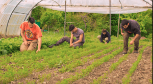 Lee más sobre el artículo ¡A Favor del Cultivo Orgánico!
