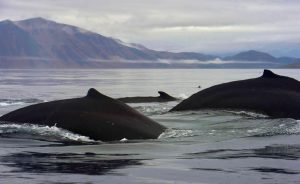 Lee más sobre el artículo LORINO: BALLENAS Y BALLENEROS, HISTORIA VIVA, RUSIA