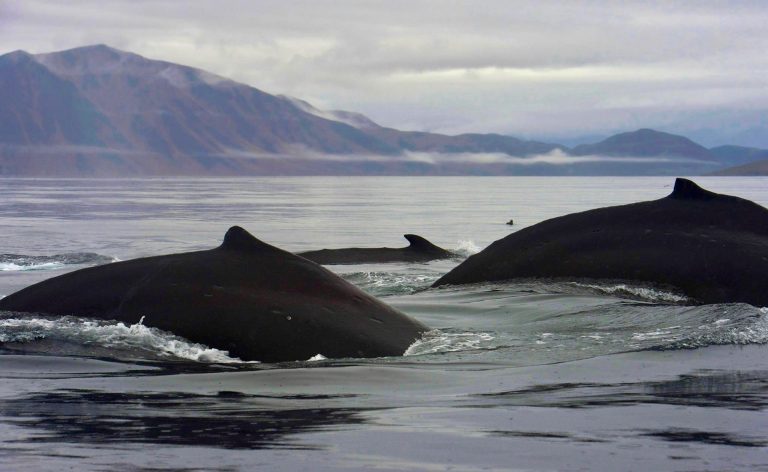 Lee más sobre el artículo LORINO: BALLENAS Y BALLENEROS, HISTORIA VIVA, RUSIA