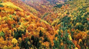 Lee más sobre el artículo Los bosques más bonitos del mundo para disfrutar de los colores del otoño