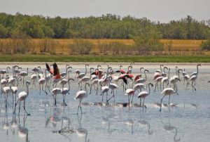 Lee más sobre el artículo Caminos Naturales por el centro peninsular