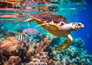 Lee más sobre el artículo BUCEO EN LAS MALDIVAS