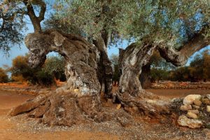 Lee más sobre el artículo Ruta de los Olivos Milenarios: Territorio Sénia