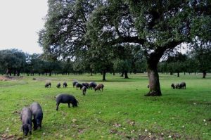 Lee más sobre el artículo La ruta de la Dehesa de Extremadura Badajoz