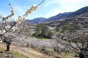 Lee más sobre el artículo VALLE DEL JERTE EN LA PROVINCIA DE CÁCERES