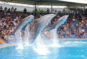 Lee más sobre el artículo NADAR CON DELFINES EN PORTUGAL