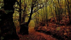 Lee más sobre el artículo Otoño en la provincia de Cáceres