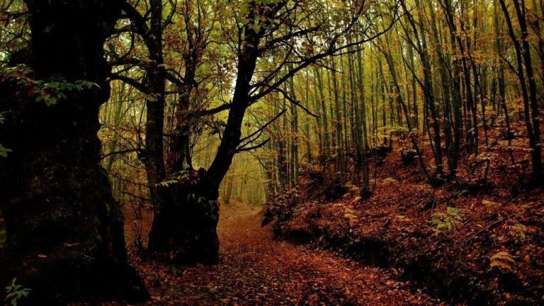 Lee más sobre el artículo Otoño en la provincia de Cáceres