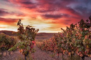 Lee más sobre el artículo Vino, naturaleza y deporte: al Ebro en kayak & Momentos Sonsierra