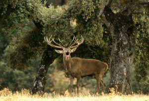 Lee más sobre el artículo Observar la Berrea del ciervo