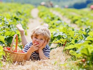 Lee más sobre el artículo Excursión en familia para recoger frutos silvestres