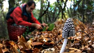 Lee más sobre el artículo Los mejores destinos para coger setas