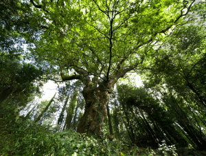 Lee más sobre el artículo El Carballo del «Bosque del banquete» de Conxo, el árbol español del 2021, optará al título europeo en 2022