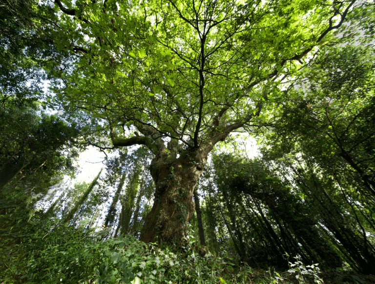 Lee más sobre el artículo El Carballo del «Bosque del banquete» de Conxo, el árbol español del 2021, optará al título europeo en 2022