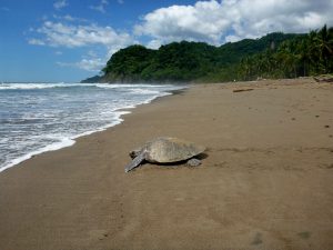 Lee más sobre el artículo Comienza la época de «avistamiento de tortugas» de Costa Rica