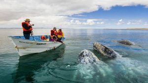 Lee más sobre el artículo El único destino del mundo donde puedes rascar, abrazar y besar ballenas grises en libertad