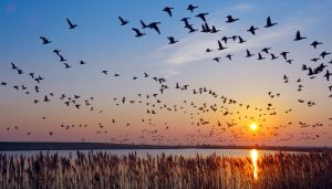 Lee más sobre el artículo Rutas para ver aves en el sur de la provincia de Soria