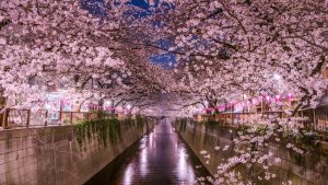 Lee más sobre el artículo Cerezos en flor, para la llegada de la primavera en Tokio