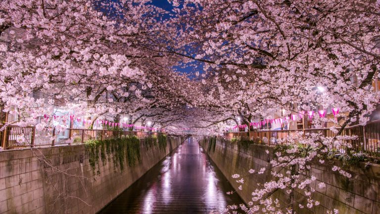 Lee más sobre el artículo Cerezos en flor, para la llegada de la primavera en Tokio
