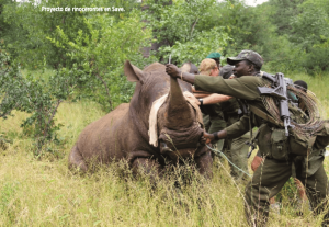 Lee más sobre el artículo Aventura en Zimbabwe: cooperando por la protección de los rinocerontes