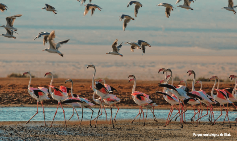 Lee más sobre el artículo Una postal de ensueño, medio millón de aves volando en los cielos de Israel