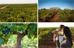Lee más sobre el artículo BRINDA CON VINO Y CAVA POR EL DÍA MUNDIAL DEL ENOTURISMO