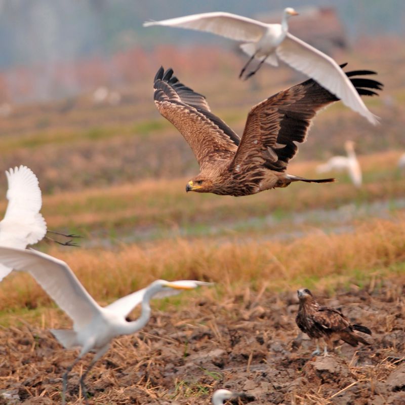 turismo ornitologico aves